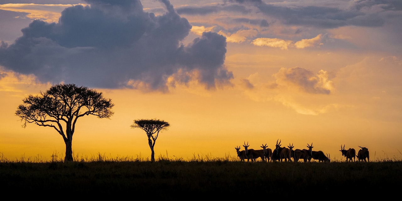 Rezervația Masai Mara