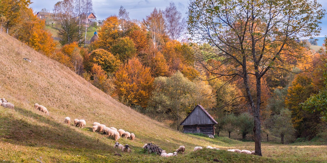 Peisaj de toamnă în Moieciu de Jos