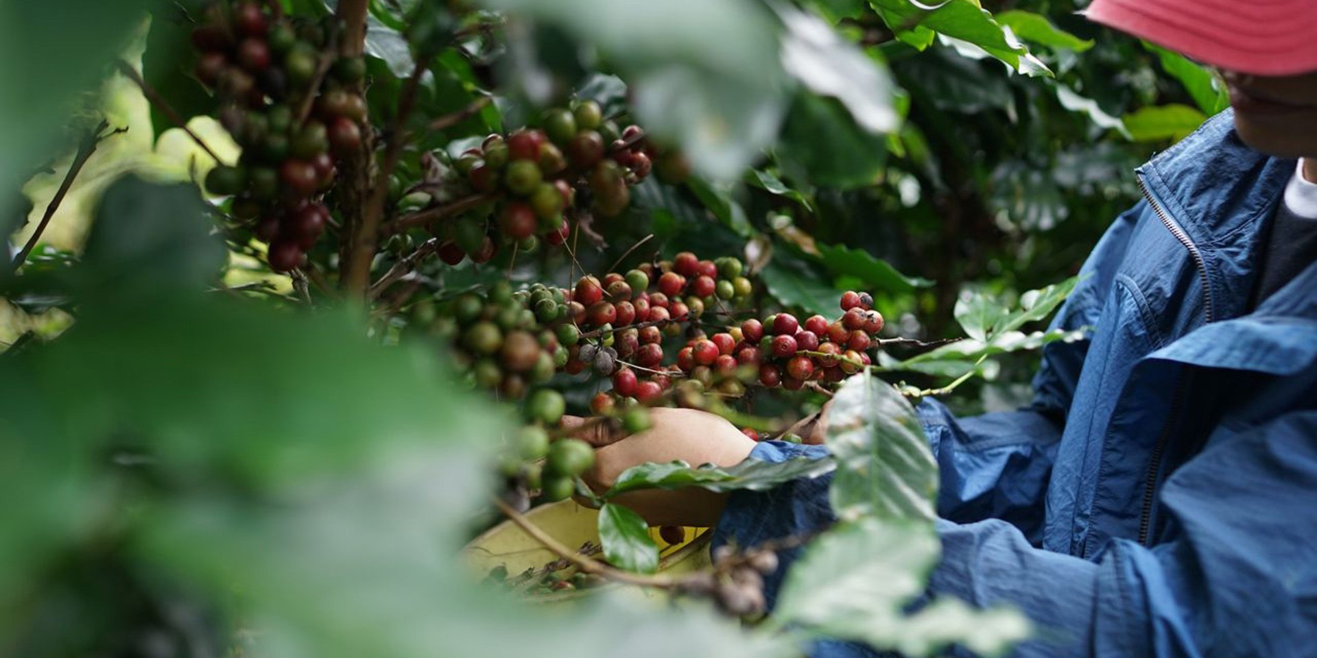 Recoltarea cafelei în Vietnam