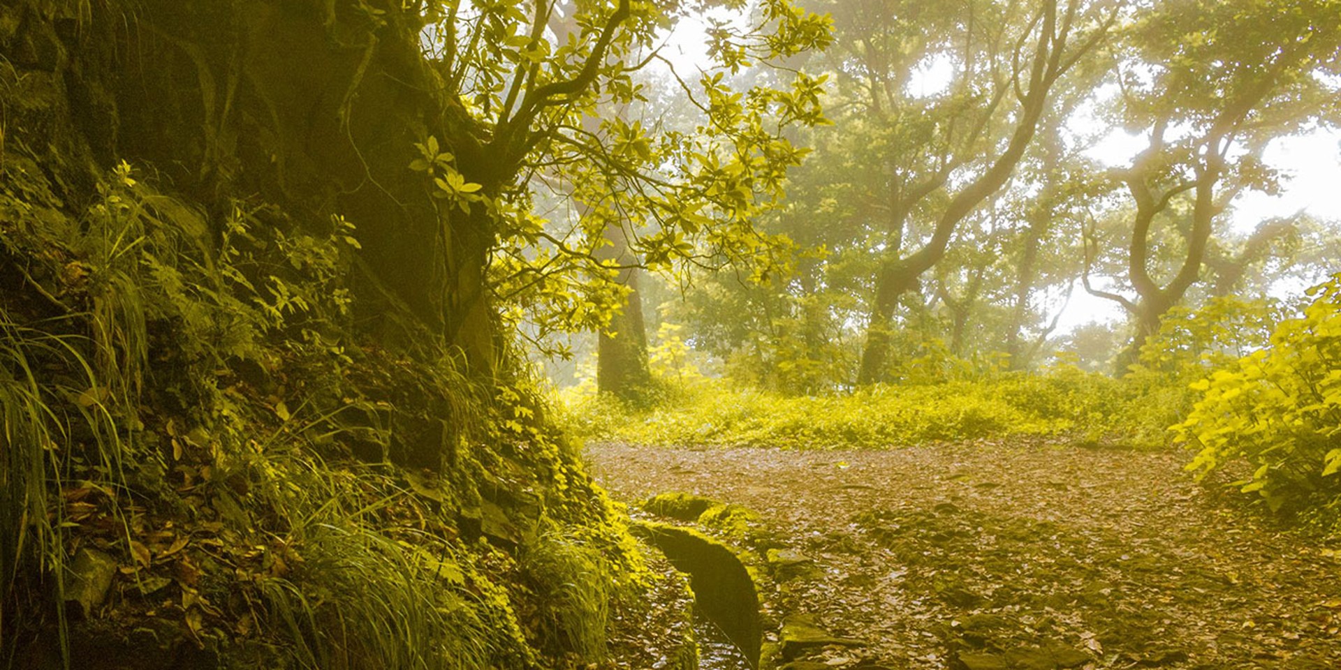 Traseu levada în Madeira