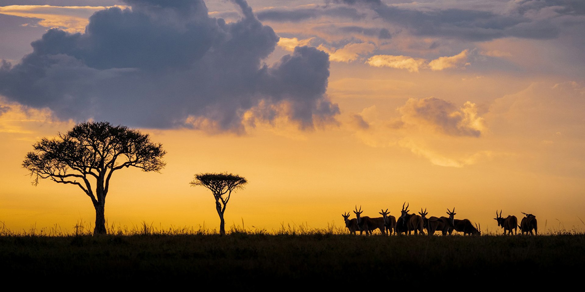 Rezervația Masai Mara