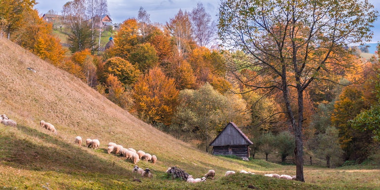 Peisaj de toamnă în Moieciu de Jos